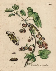 Gooseberry Plant, Ribes Uva-Crispa with Moth, Caterpillar and Pupa, Plate XXIX